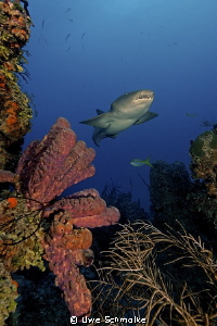 Reef moods -
This Image of a nurseshark I've taken in ca... by Uwe Schmolke 